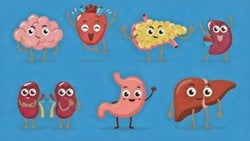 Kalp ve Beyin Arasında Otonom Regülasyon ve Enerji Akışı