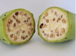 Muzun evrilmeden ve insan eli değmeden önce nasıl göründüğünü nereden bilebiliyoruz?