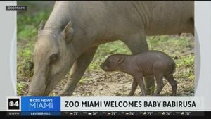 Toronto Zoo Investigates Babirusa's Death Due To Human Error