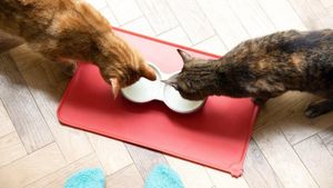 Ponferrada Expands Feline Feeding Program With New Initiatives