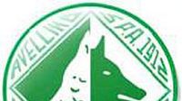 Calcio: l'Avellino torna in serie B, festa grande in città - Notizie - Ansa.it