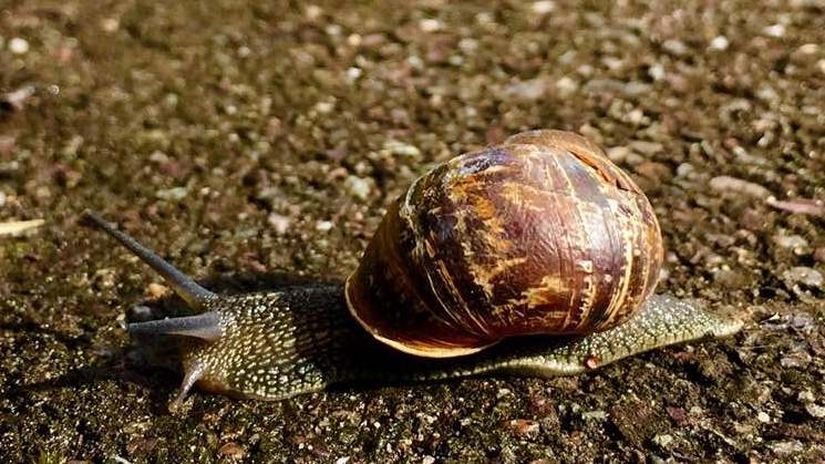 Bahçelerde sıkça rastlanan bir kara salyangozu türü olan Cornu aspersum. İngilizce metinlerde, iki yüzyılı aşkın bir süredir Helix aspersa adı altında sınıflandırılmıştır ancak Cornu aspersum sınıflandırması hakim gelmiştir.