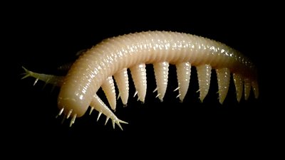 Hayvanların Evrimi Hızlı Başladı, Sonra Yavaşladı!