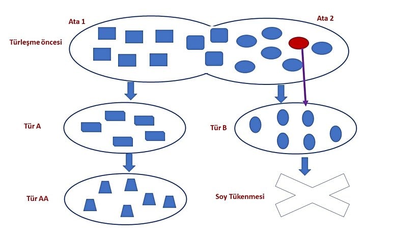 Görsel 4: Fosili tam olarak değerlendirememe durumu.