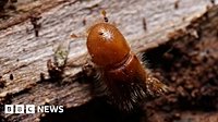 Dogs and drones join forest battle against eight-toothed beetle