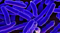 Deneysel Evrim: Lenski'nin Uzun Dönem ''E. coli'' Deneyi