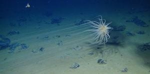 Deep-Sea Mining Risks Ignoring Thousands Of Unknown Species