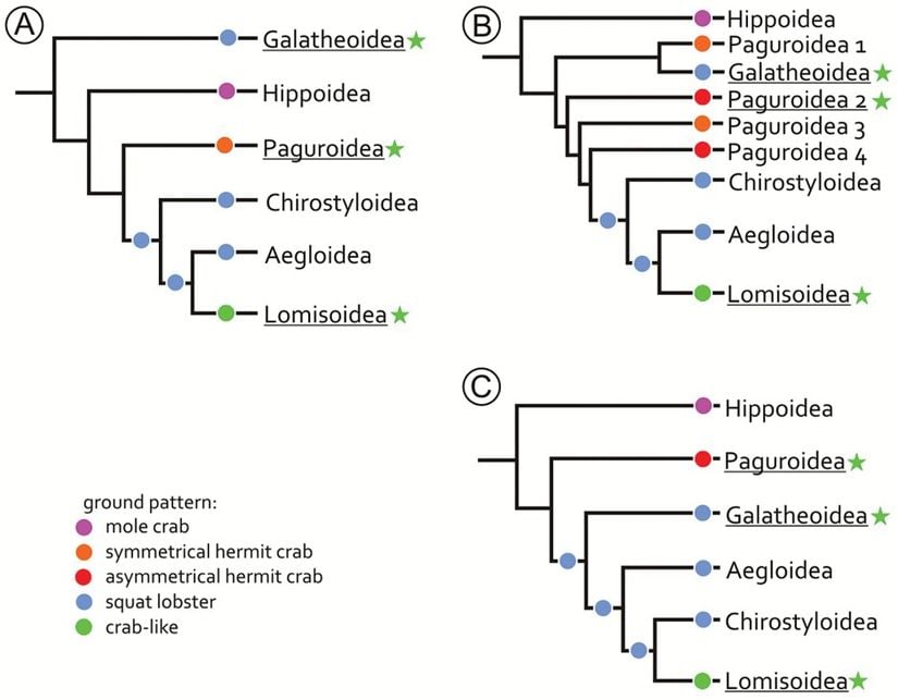 Anomura filogenisine yönelik, moleküler ve fizyolojik (A) ve sadece moleküler (B ve C) verilere dayalı farklı hipotezler. Renkli daireler, ilgili soy hattının genel habitusunu (fiziksel görünümünü) simgelemektedir. Altı çizili soy hatları içerisinde yengeç-benzeri türler vardır (bunlar yeşil yıldızlarla da vurgulanmıştır). Tüm filogeniler, Anomura içerisinde yengeç-benzeri görünümün 3 ayrı defa evrimleştiğine işaret etmektedir.