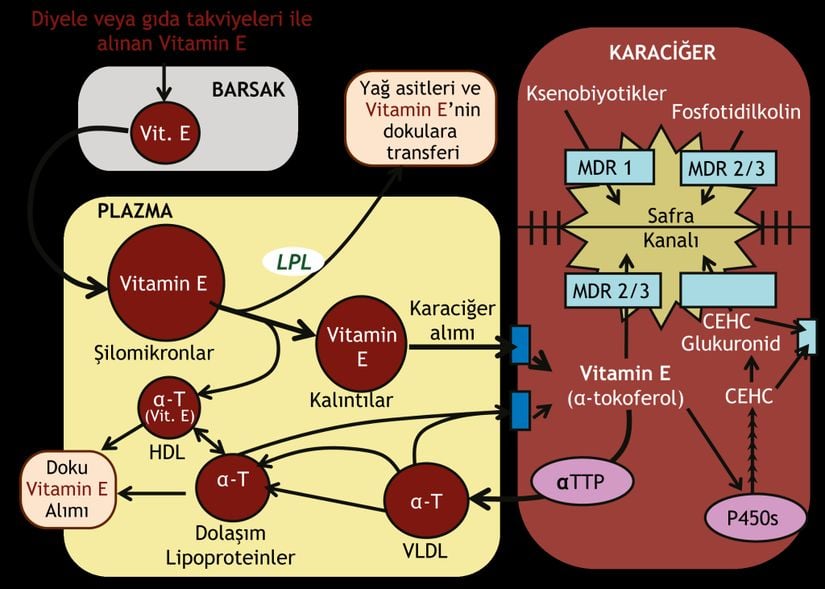 E vitaminin metabolizması.