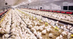 Global Avian Bird Flu Outbreak Threatens Egg Supplies