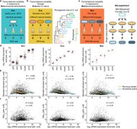 Genetic properties underlying transcriptional variability across different perturbations - Nature Communications