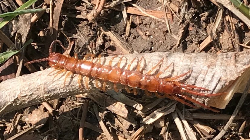 Çok bacaklılar (Myriapoda)