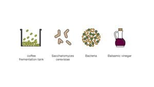 How Does Coffee Consumption Affect Bacteria Levels?