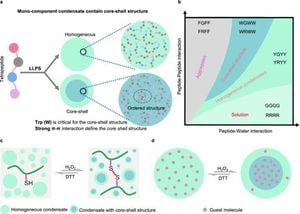 Researchers Create Core-Shell Biomolecular Condensates Using Tetrapeptides