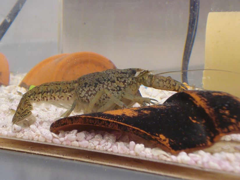Marbled crayfish