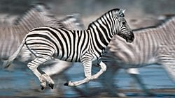 Zebralar ve Evrim: Zebralar Neden Çizgilidir? Zebralar ve Desenleri Nasıl Evrimleşti?