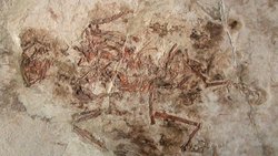 Entantiornis buhleri