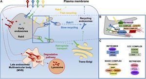 New Insights Into LC3's Role In Lymphocyte Adhesion Via LFA1 Transport