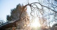 Bauernregeln und ihre Bedeutung: Eisheilige 2025: Wird es in der Region noch einmal frostig kalt?