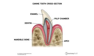 Micro-CT Analysis Reveals Complex Morphology Of Maxillary Canines