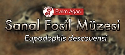 Eupodophis descouensi (Bacaklı Yılan)