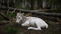 Sweden's plans to mine rare-earth minerals could ruin the lives of Indigenous Sami reindeer herders