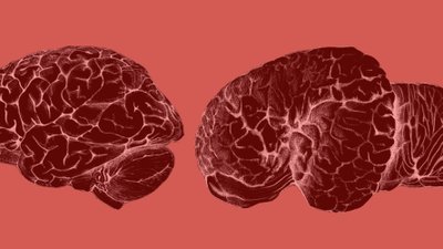 Balina ve Yunusların Büyük Beyinleri, İnsanlarınkine Benzer Şekilde Evrimleşti!