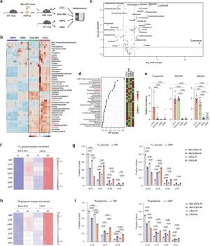 Targeting Guanine Nucleotide Biosynthesis To Combat AML