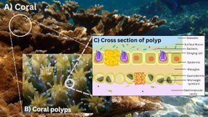 New Research Reveals Microbial Diversity Linked To Coral Life Strategies