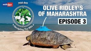 Protection Efforts For Olive Ridley Turtles Expand Along Indian Coasts