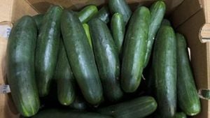 Cucumber Recall Affects 26 States Over Salmonella Fears