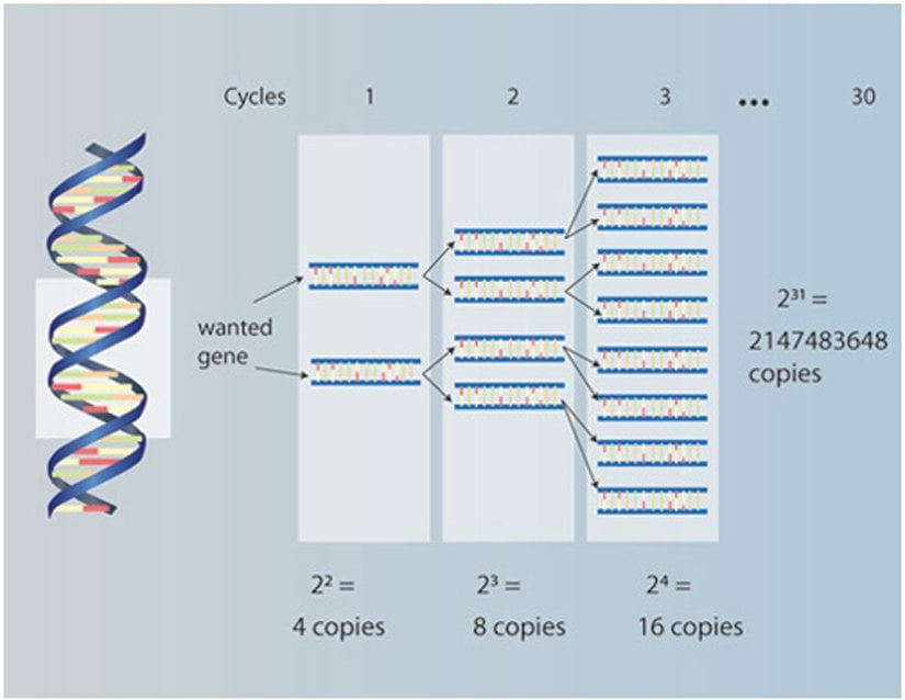 Şekil 1: PCR yöntemi bir organizmadan total genomik DNA eldesi ile başlar. DNA, bölgeye-özgü primerler (Çevirmen notu: site-specific primer; bölgeye özgü dizayn edilmiş sentetik oligonükleotidler), Taq polimeraz (Çevirmen notu: yüksek sıcaklıklarda da işlev gören, yeni nükleotidlerin eklenmesinde işlev gören bir enzim. Adını, elde edildiği Termus aquaticus termofilik bakterisinden almıştır.), ve MgCl2, tampon, dNTP’ler gibi diğer bileşiklerle bir araya konulur ve denatürasyon (bozundurma), annealing (bağlanma) ve elongation (uzama) basamaklarından oluşan tekrarlı sıcaklık döngülerine maruz bırakılır. Denatürasyon, çift sarmal DNA’yı birbirinden ayırır, böylece primerlerin özel bölgelere yerleşip deoksinükleotid trifosfatlarla (dNTP’ler; A, C, G, T) buluşmasına zemin hazırlar. Daha sonra her iki DNA ipliği de 5’-3’ yönde hedeflenen bölgelerden uzatılır. Denatürasyon, bağlanma ve uzama basamakları bir tur bitip, hedef bölgenin iki kopyası oluştuğunda ilk döngü bitmiş olur. Sonraki döngüler (yaklaşık 30-35 döngü) bu 3 aşamalı sürecin tekrarıdır ve çoğaltılan DNA’nın birkaç milyon-katının eldesiyle sonuçlanır.