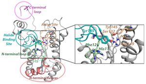 Revolutionizing Drug Synthesis: New Biocatalytic Platform For Oxetanes Unveiled