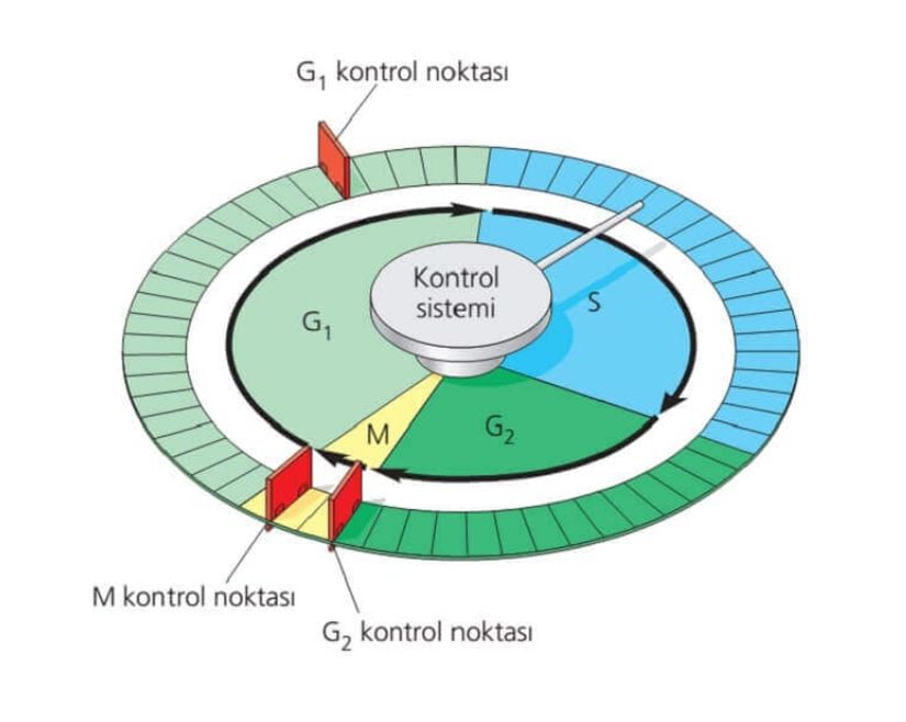 Hücre bölünmesindeki hücre kontrol noktaları.