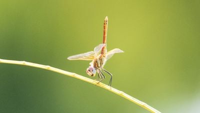 Kırmızı damarlı yusufçuk (Sympetrum fonscolombii)