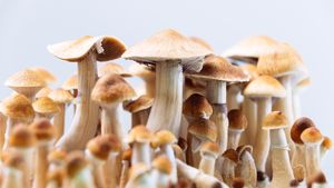 Psilocybin Therapy Shows Promise For Depression And Memory Recovery