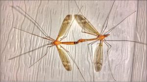 New Subgenera Of Ellipteroides Reveal Crane Fly Evolution