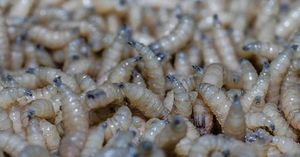 Mexico Confirms First Human Cases Of Myiasis From Screwworm