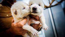 Ulu Kurtların Kemikleri Sızladı