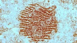 İspanya’da 43.000 Yıllık Neandertal Parmak İzi Bulundu: En Eski Sembolik Sanat Eseri Olabilir.