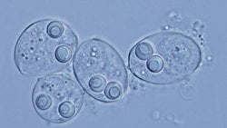 Kanser, Yeni Türlerin Evrimleşmesine Neden Olabilir Mi?