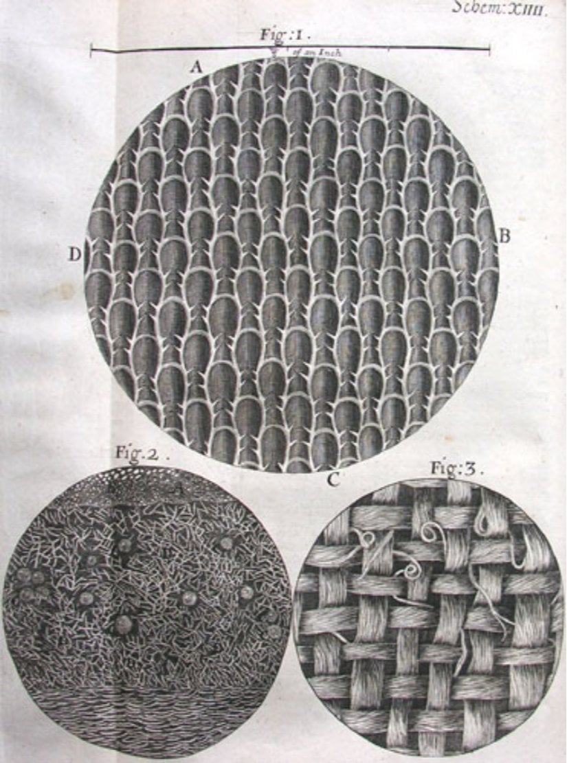 Robert Hooke'un "Micrographia" adlı eserinden.