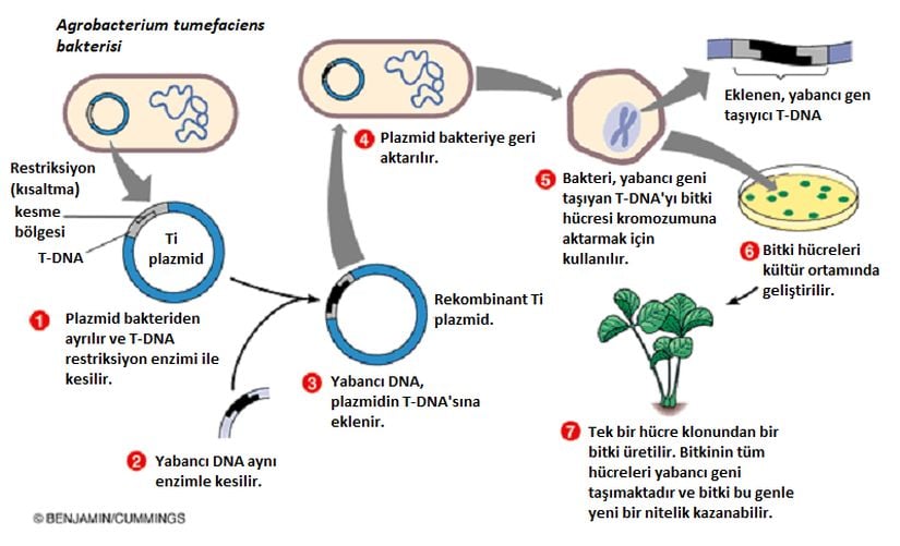 Görsel 2. Bitkiye Gen Aktarımının Şematik Gösterimi (Kaynağından Türkçeleştirilmiştir)