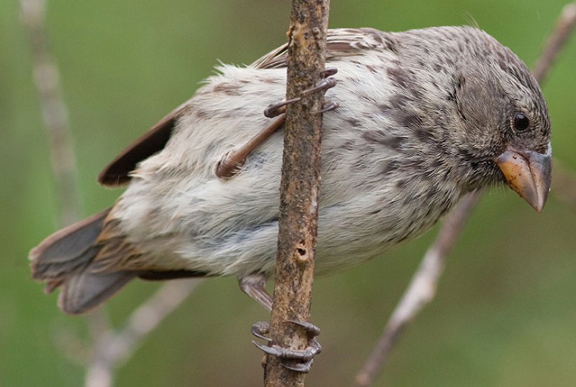 Rosemary ve Peter Grant çiftinin araştırmalarını gerçekleştirdikleri  ortanca yer ispinozu (Geospiza fortis) türüne ait bir birey.