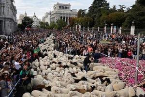 Sheep Take Over Madrid Streets In Annual Festival