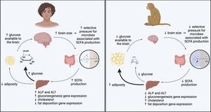 Gut Microbes Play Key Role In Brain Evolution