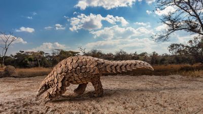 Evrimsel Genetik Araştırmaları, Pangolinler ve Etçillerin Yakın Akrabalığını Ortaya Koyuyor!