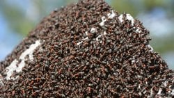 Süper Organizma Nedir?