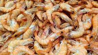 Indian shrimp exporter Coastal Corp says US buyers ready to take tariff hit; casts wider net to China, Russia