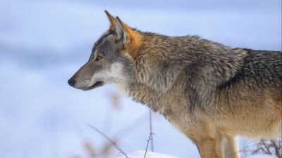 Köpeklerin 19.000 Yıl Önce Avrupa’da Evrimleştiğine Yönelik Kanıtlar Tespit Edildi!